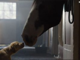 is-budweiser-reuniting-the-clydesdales-and-a-dog-in-its-new-super-bowl-ad?