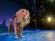 uwf-theater,-engineering-students-create-6-foot-mechanical-lion-for-upcoming-narnia-play