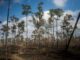 florida-hikes:-five-to-check-out-from-naples-to-ormand-beach-and-beyond